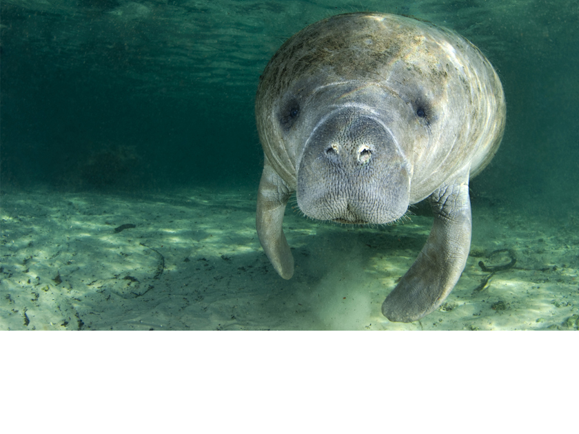 Crystal River Manatee